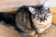 Cats 5