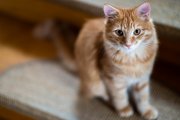 Cats 6