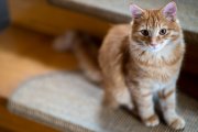 Cats 7
