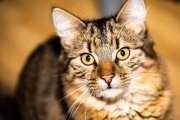 Tomcats 1