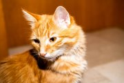 Tomcats 2