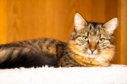 Tomcats 3