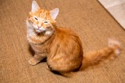 Tomcats 4