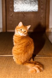 Tomcats 6