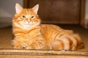 Tomcats 7