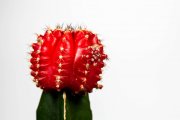 Cactus 2