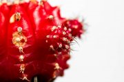 Cactus 4