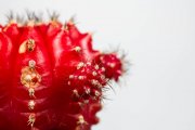 Cactus 5