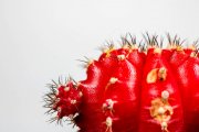 Cactus 6