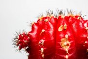 Cactus 7