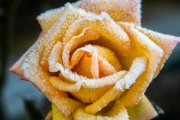 Frosted Yellow Rose 1