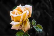 Frosted Yellow Rose 2