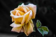 Frosted Yellow Rose 3