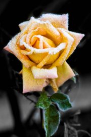 Frosted Yellow Rose 4