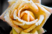 Frosted Yellow Rose 5