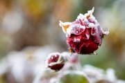 Frosty Roses 1