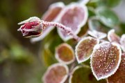 Frosty Roses 2