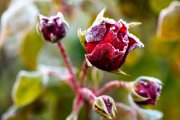 Frosty Roses 3