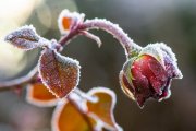 Frosty Roses 4