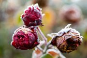 Frosty Roses 5