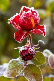 Frosty Roses 6