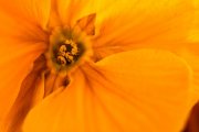 Yellow Primula 1