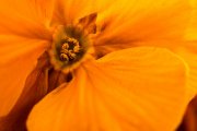Yellow Primula 2