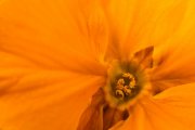Yellow Primula 3