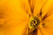 Yellow Primula 4