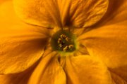 Yellow Primula 5