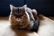 Tomcat 4