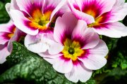 Primula 1