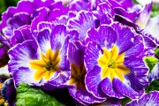 Primula 2