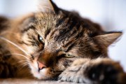Lazy Tomcat 1