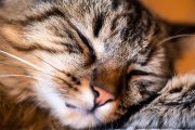 Lazy Tomcat 2