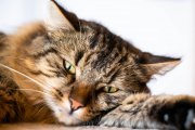 Lazy Tomcat 3
