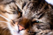 Lazy Tomcat 4