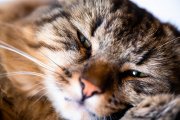 Lazy Tomcat 5
