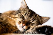 Lazy Tomcat 6