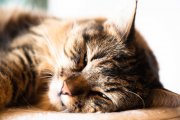 Lazy Tomcat 7