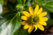 Mexican Creeping Zinnia 2