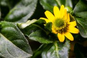 Mexican Creeping Zinnia 3