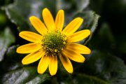 Mexican Creeping Zinnia 5