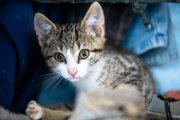 Kitten 2