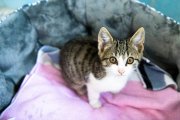 Kitten 3