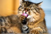 Cats 1