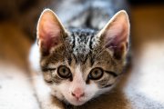 Cats 2