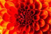 Red Dahlia 1
