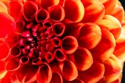 Red Dahlia 2