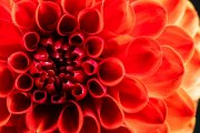 Red Dahlia 3
